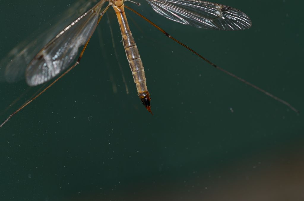 Tipula sp.